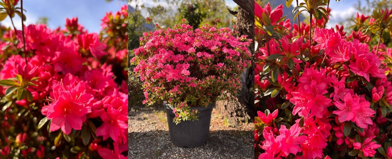 Azalea Japonica