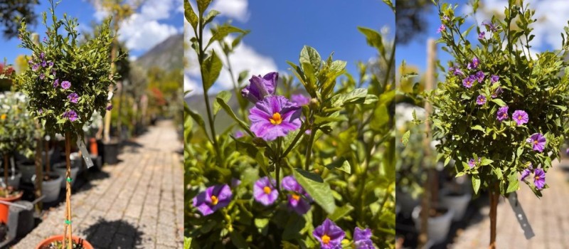 Coup de cœur de la semaine : le Solanum rantonnetii 