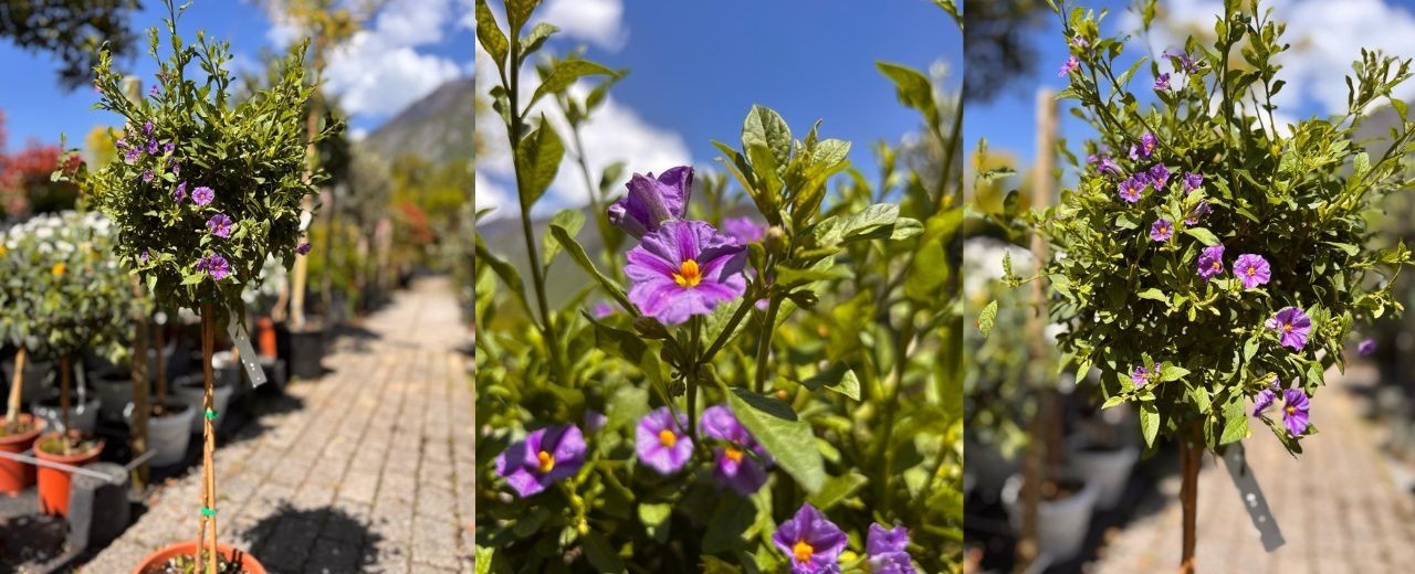 Coup de cœur de la semaine : le Solanum rantonnetii
